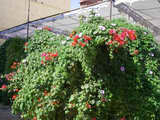 2007_1118_072339_BCR.jpg