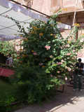 2007_1118_072443_BCR.jpg